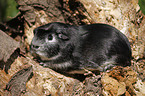 Crested guinea pig