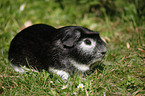 Crested guinea pig