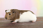 crested guinea pig