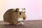 crested guinea pig