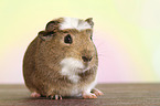 crested guinea pig