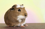 crested guinea pig