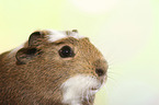 crested guinea pig