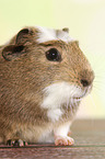 crested guinea pig