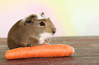 crested guinea pig