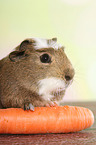 crested guinea pig