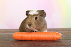 crested guinea pig