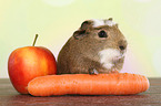 crested guinea pig