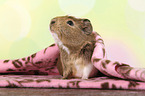 crested guinea pig