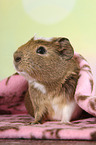 crested guinea pig