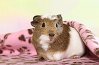 crested guinea pig