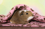 crested guinea pig