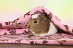 crested guinea pig