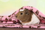 crested guinea pig