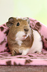 crested guinea pig