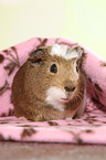 crested guinea pig