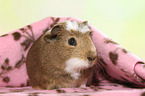 crested guinea pig