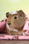 crested guinea pig