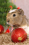 crested guinea pig