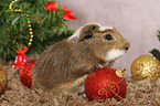 crested guinea pig