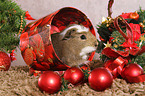 crested guinea pig