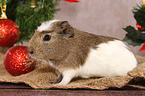 crested guinea pig