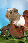 crested guinea pig