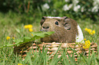 crested guinea pig