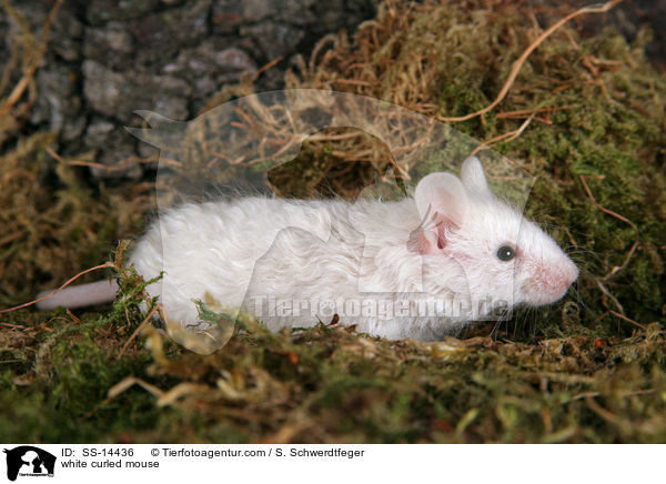 white curled mouse / SS-14436