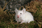 white curled mouse