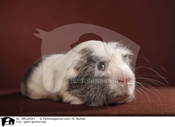 Cuy - giant guinea pig / RR-26581
