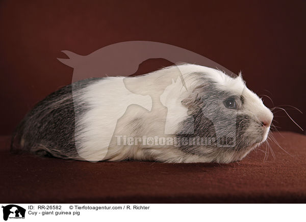 Cuy - Riesenmeerschwein / Cuy - giant guinea pig / RR-26582