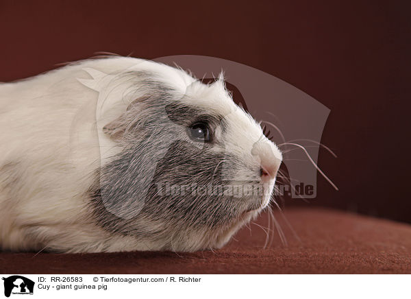 Cuy - giant guinea pig / RR-26583