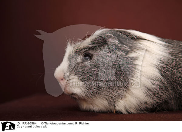 Cuy - Riesenmeerschwein / Cuy - giant guinea pig / RR-26584