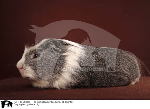 Cuy - giant guinea pig / RR-26585