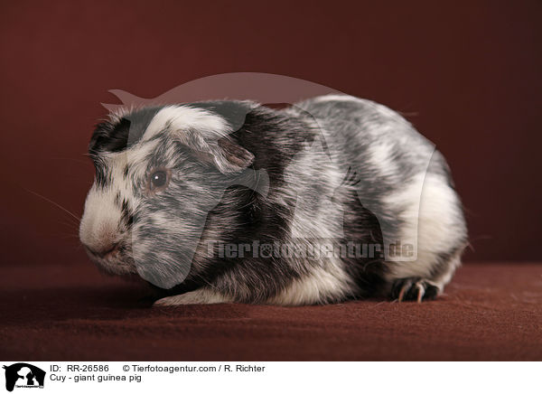 Cuy - Riesenmeerschwein / Cuy - giant guinea pig / RR-26586