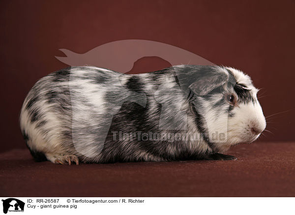 Cuy - giant guinea pig / RR-26587