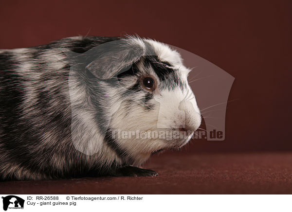 Cuy - Riesenmeerschwein / Cuy - giant guinea pig / RR-26588