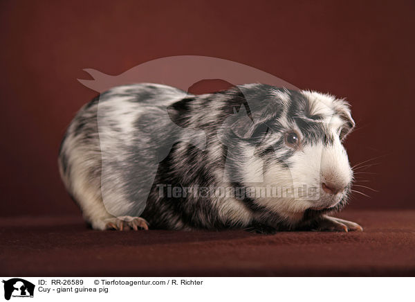 Cuy - Riesenmeerschwein / Cuy - giant guinea pig / RR-26589