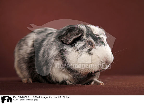 Cuy - giant guinea pig / RR-26590