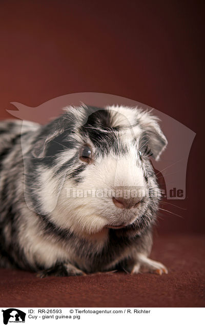 Cuy - giant guinea pig / RR-26593