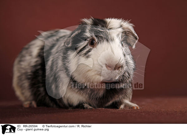Cuy - Riesenmeerschwein / Cuy - giant guinea pig / RR-26594