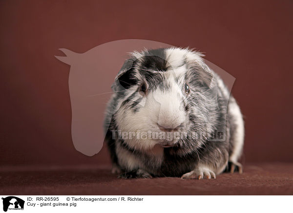 Cuy - giant guinea pig / RR-26595