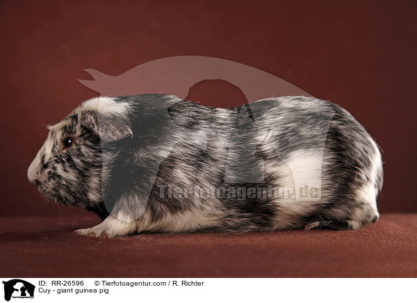 Cuy - Riesenmeerschwein / Cuy - giant guinea pig / RR-26596