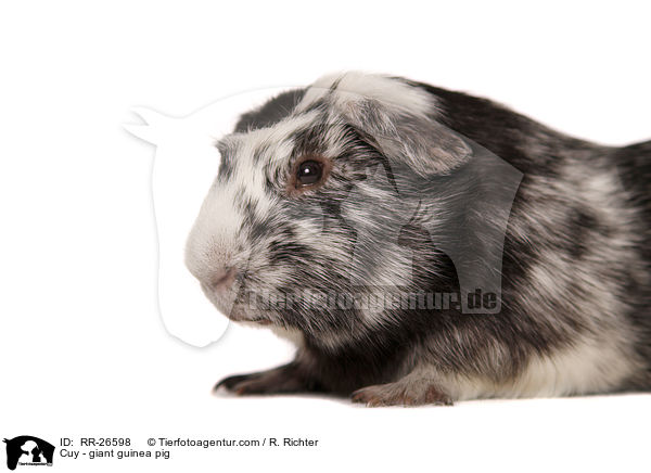 Cuy - Riesenmeerschwein / Cuy - giant guinea pig / RR-26598