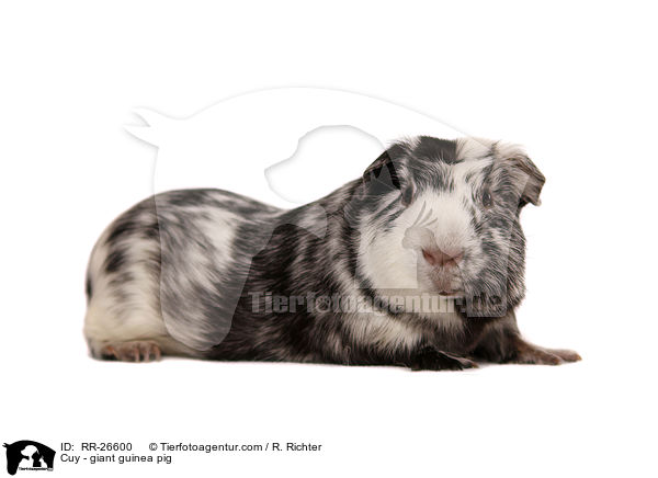 Cuy - Riesenmeerschwein / Cuy - giant guinea pig / RR-26600