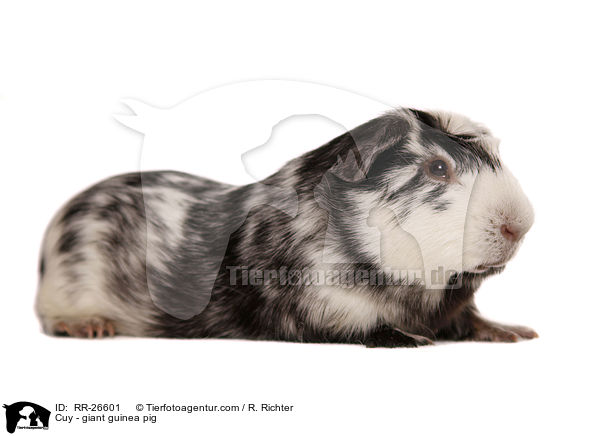 Cuy - giant guinea pig / RR-26601