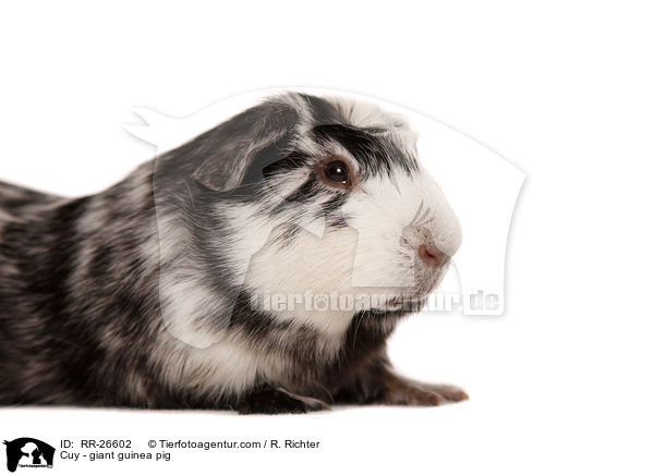 Cuy - giant guinea pig / RR-26602