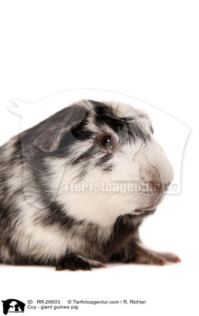 Cuy - giant guinea pig / RR-26603