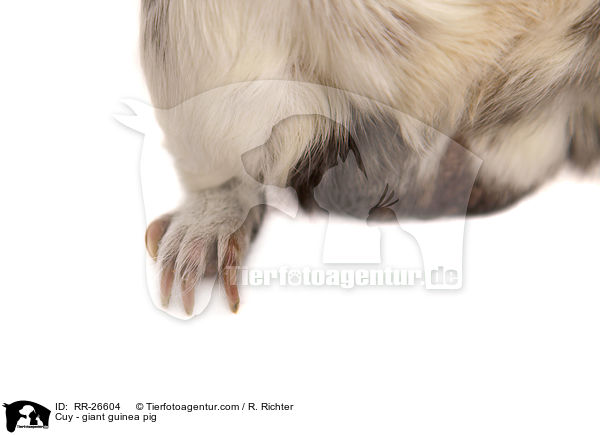 Cuy - Riesenmeerschwein / Cuy - giant guinea pig / RR-26604